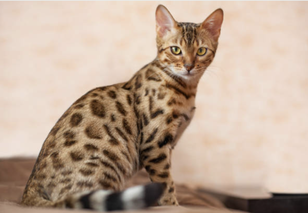 GATO BENGALÍ COMIENDO