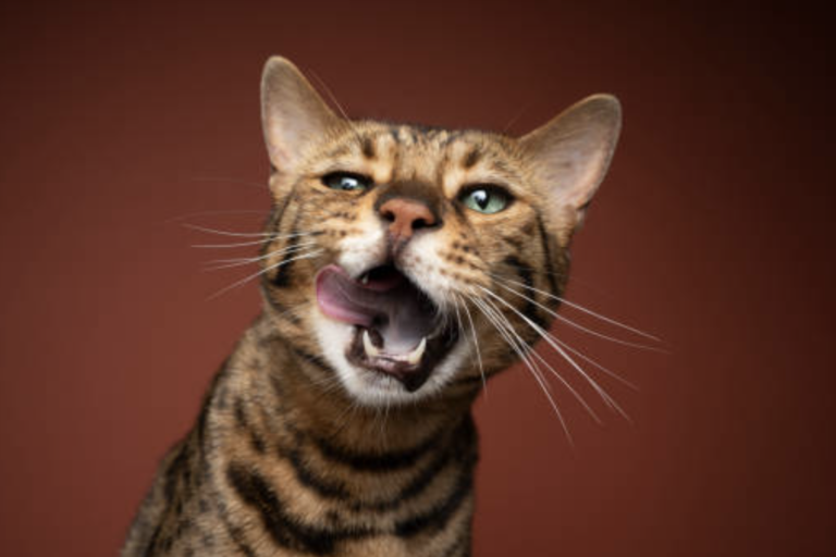 Cuidado Dental para Gatos Bengalíes