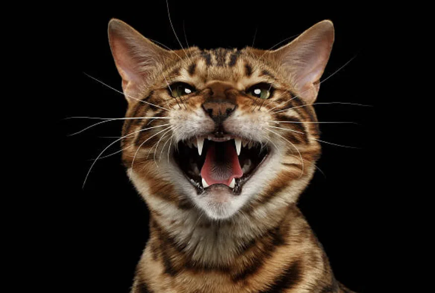 Cuidado Dental para Gatos Bengalíes