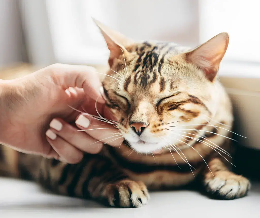 gato bengali