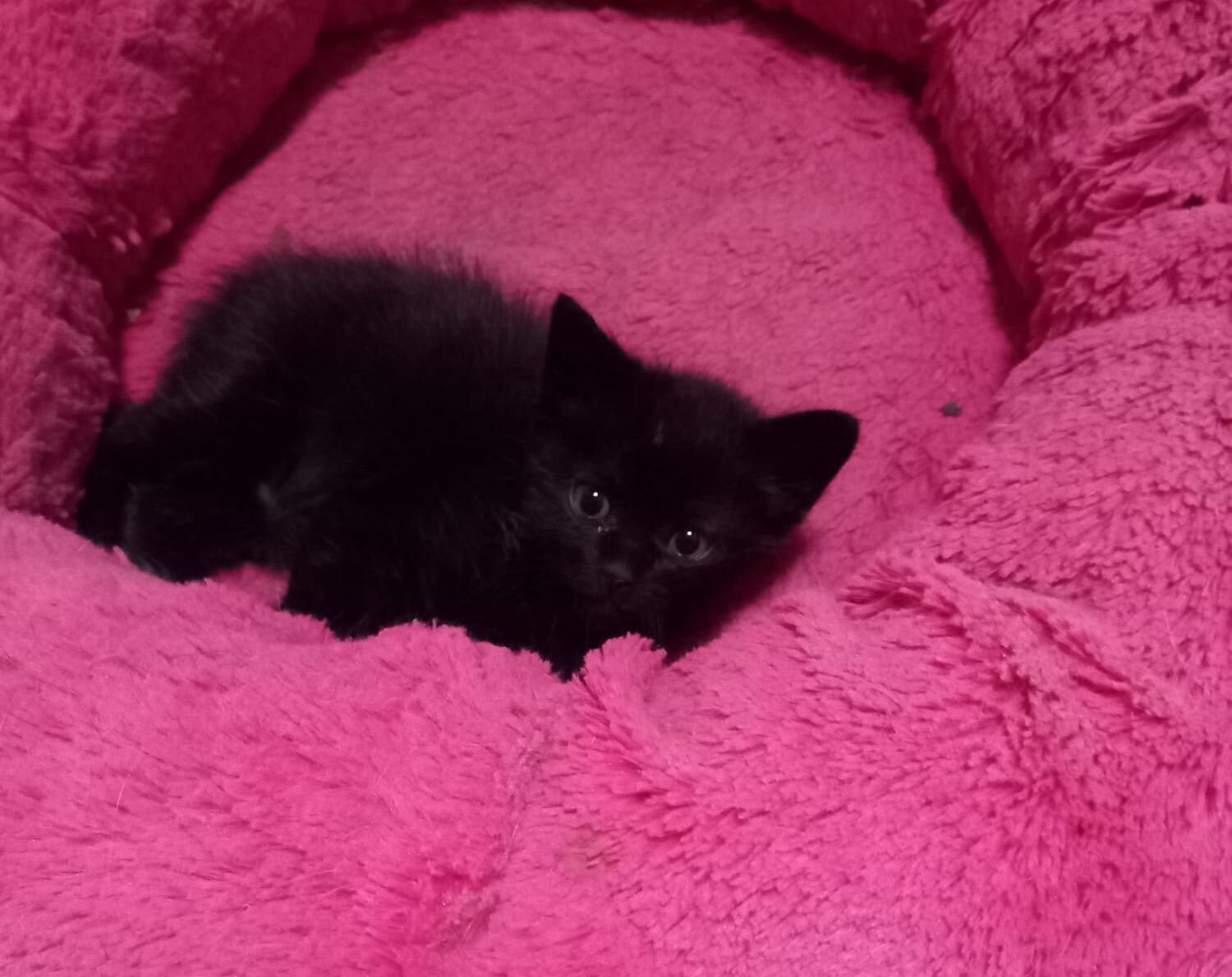 Adopta un Gatito Negro en Tarancón: Encuentra tu nuevo compañero felino en la zona de Tarancón. Disponibles para adopción, gatitos negros amorosos y juguetones, rescatados y en busca de un hogar lleno de cariño. Contáctanos para más información sobre cómo puedes darles una segunda oportunidad y llenar tu hogar de alegría.