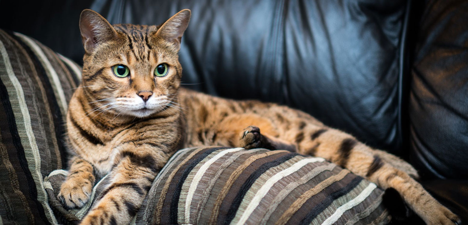Viajar con un Gato Bengalí: Consejos y Mejores Prácticas para un Viaje Seguro y Cómodo